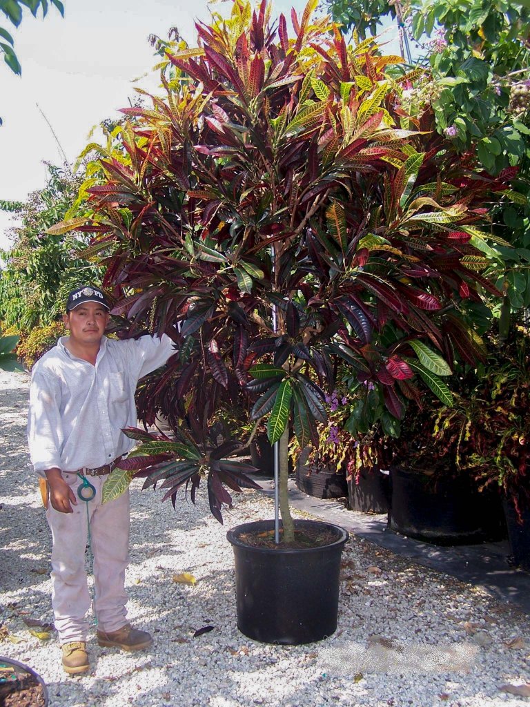 Codiaeum variegatum | Treeworld Wholesale