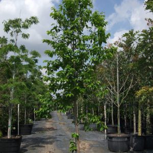 Cordia Nitida (Indian Cherry)