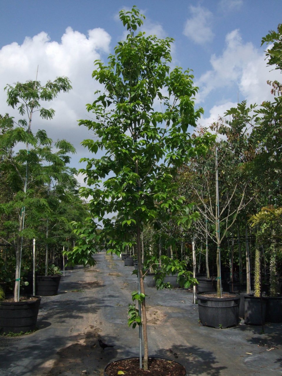 Cordia Nitida