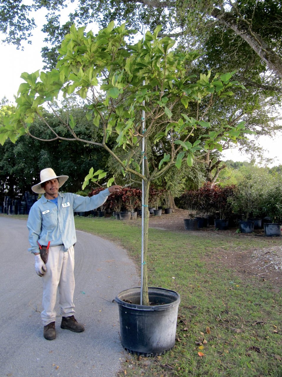 Cordia Superba