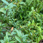 Cordia Bahamensis (syn. Varronia bahamensis)