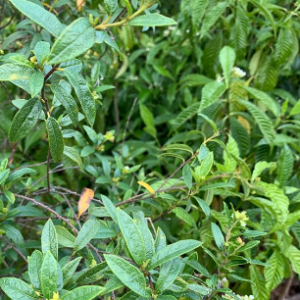 Cordia Bahamensis (syn. Varronia bahamensis)