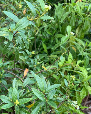 Cordia bahamensis