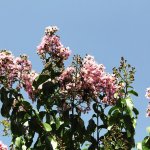 crapemyrtle-flowers