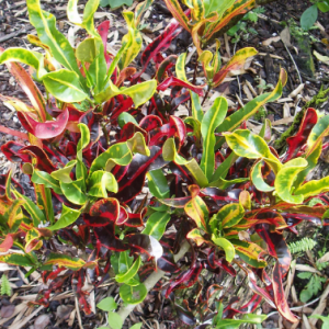 croton mammey at TreeWorld Wholesale