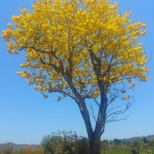 Tabebuia donnell-smithii (Primavera tree)