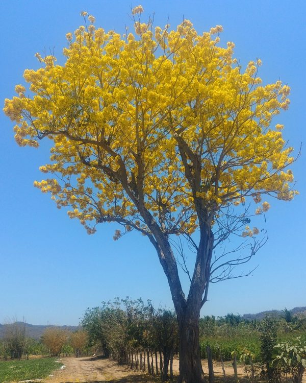 Tabebuia donnell-smithii (Primavera tree)