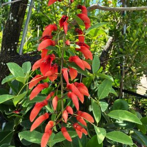 Erythrina Crista-Galli tree for sale in Florida