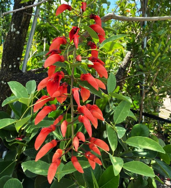 Erythrina Crista-Galli tree for sale in Florida