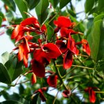 erythrinacrista-galli-flower