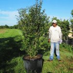 45 gallons white stopper bush at TreeWorld Wholesale