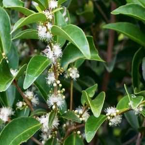 eugenia axillaris - white stoper leaves_flowers