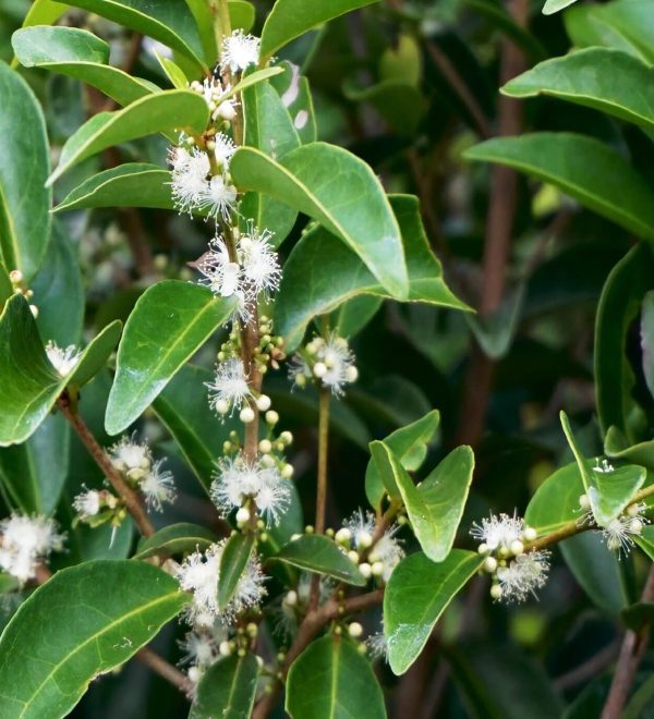 eugenia axillaris - white stoper leaves_flowers