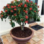 Euphorbia Punicea (Jamaican Poinsettia)