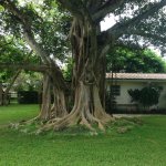 ficusaurea-stranglerfig-trunk