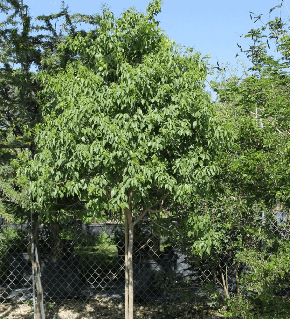 Fill Grown trochwood at TreeWorld