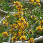 Flower detail Caesalpinia Ferrea - Leopard Tree at TreeWorld Wholesale