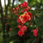 flower-caesalpiniapulcherrima-dwarfpoinciana-TreeWorld Wholesale