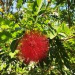 Flower-Calliandra Hematocephala at TreeWorld Wholesale