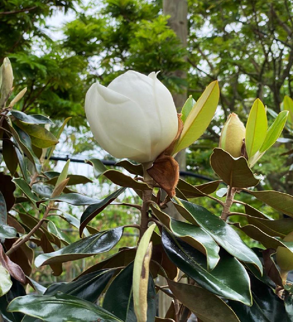 Magnolia Grandiflora | Treeworld Wholesale