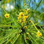 flower parkinsonia aculeata also known as Jesuralem Thorn