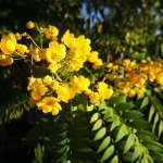 flower Peltophorum Dubium also known as Yellow Poinciana