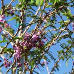 Flower Poitea Florida (Wattapama)