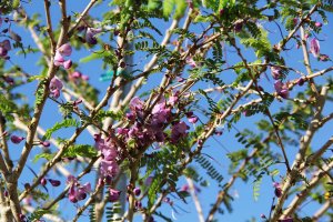 Flower Poitea Florida - blooming tree