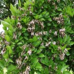 pongamia pinnata (pongam) flower