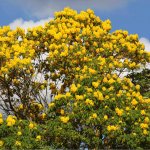 flower-tabebuia-donnell-smithii-primavera-tree