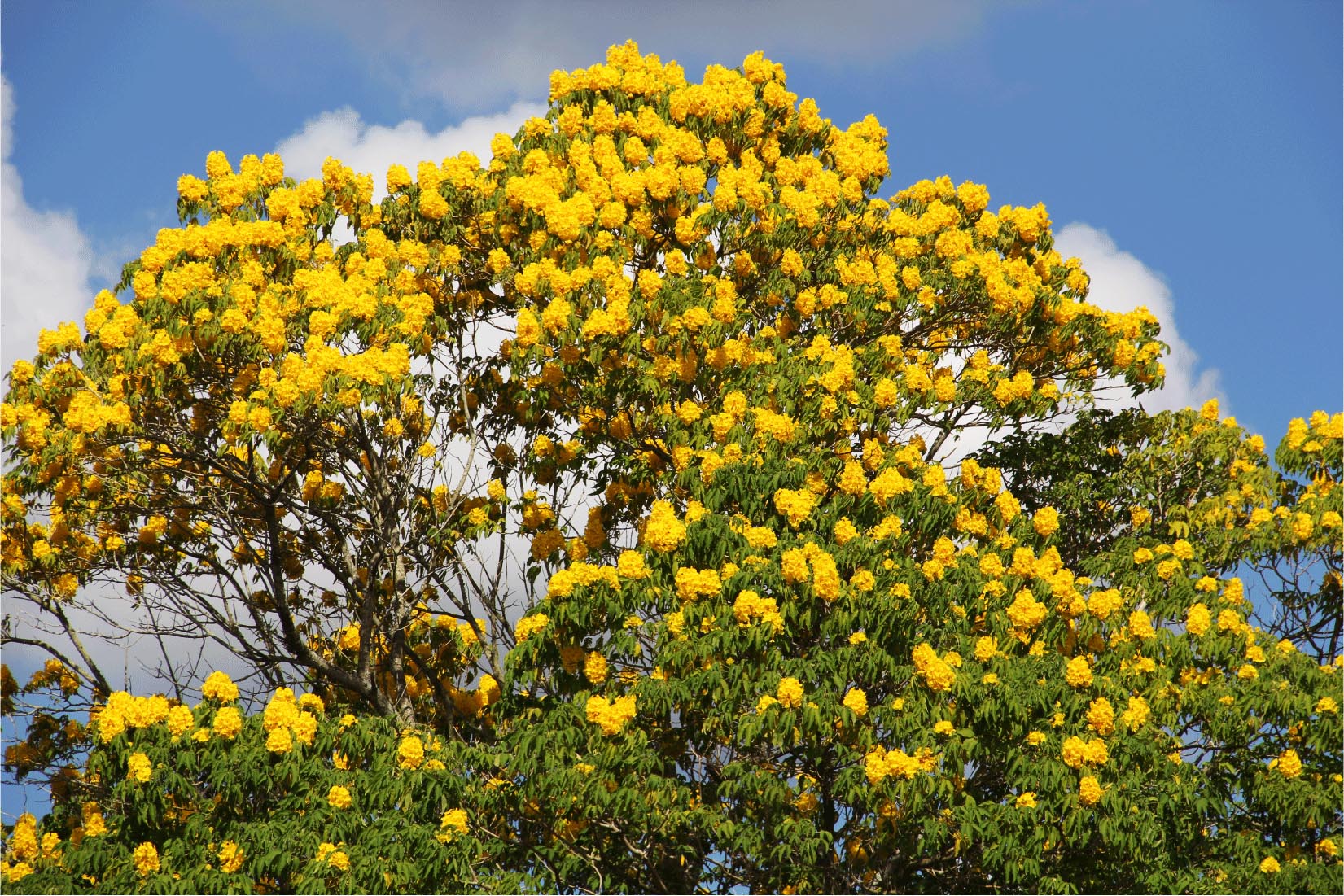 flower-tabebuia-donnell-smithii-primavera-tree