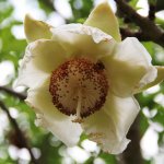 Adansonia Digitata (African Baobab) flower