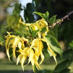 flower_canangaodorata-ylangylang