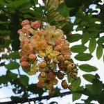 Flower Cassia x nealiae-Rainbow shower tree