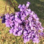 flower jacaranda mimosifolia jacaranda blue