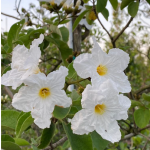 flowers cordia boissieri known as White Geiger at Treeworld Wholesale