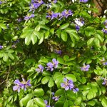 Guaiacum Sanctum (Florida lignum vitae) flower