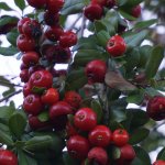 flower ilex krugiana