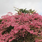 floweringtree_chorisiaspeciosa-flosssilktree