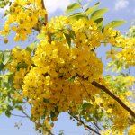 flower cassia fistula also known as Golden Shower Tree at TreeWorld Wholesale