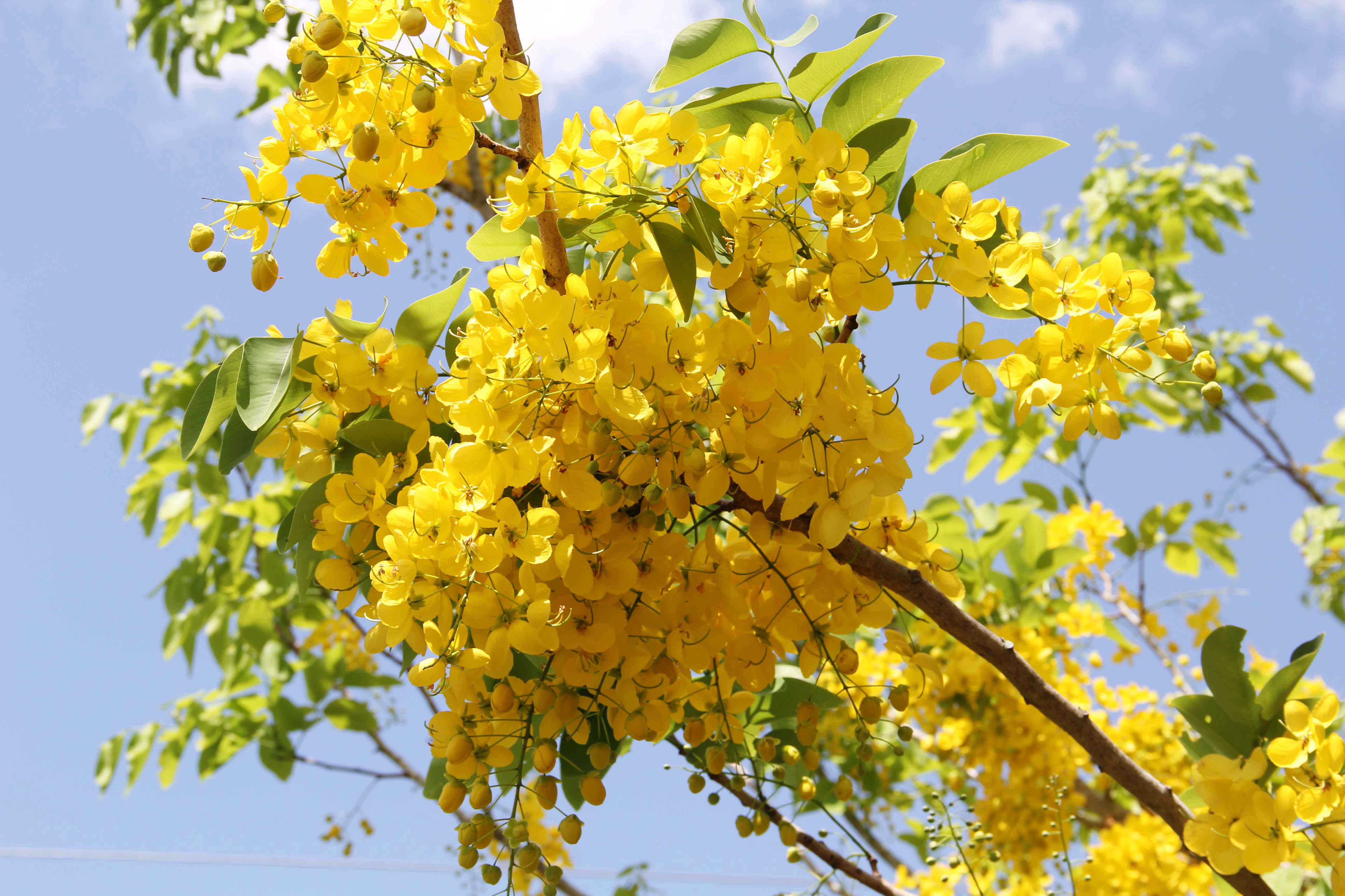 Cabaña De Ducha Dorada De Cassia De Fístula O árbol De Pudín O