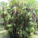 Acoelorrhaphe Wrightii also known as Paroutis or Everglade Palms at TreeWorld Wholesale