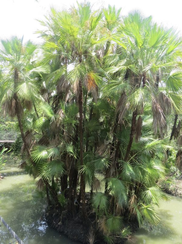 Acoelorrhaphe Wrightii also known as Paroutis or Everglade Palms at TreeWorld Wholesale