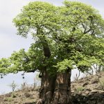 Adansonia digitata