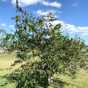 Anonna Glabra - Pond Apple for sale in Florida