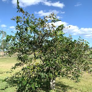 Anonna Glabra - Pond Apple at TreeWorld Whole Sale