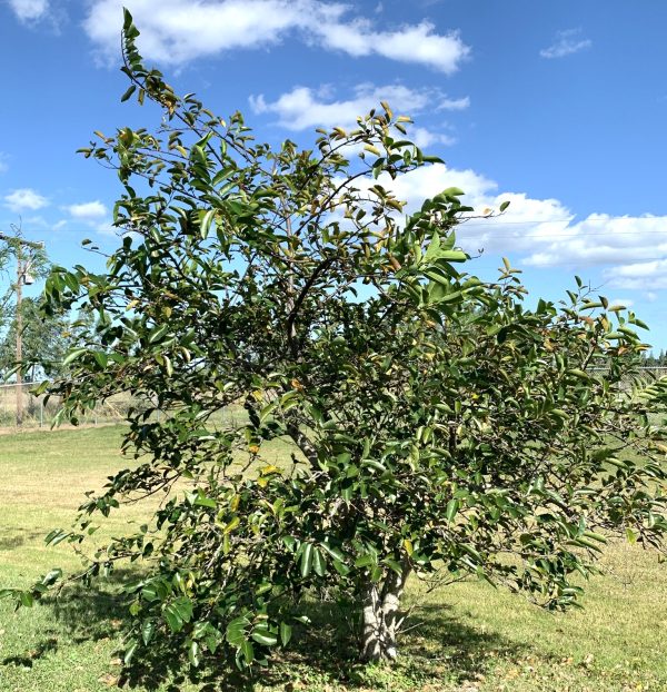 Anonna Glabra - Pond Apple for sale in Florida