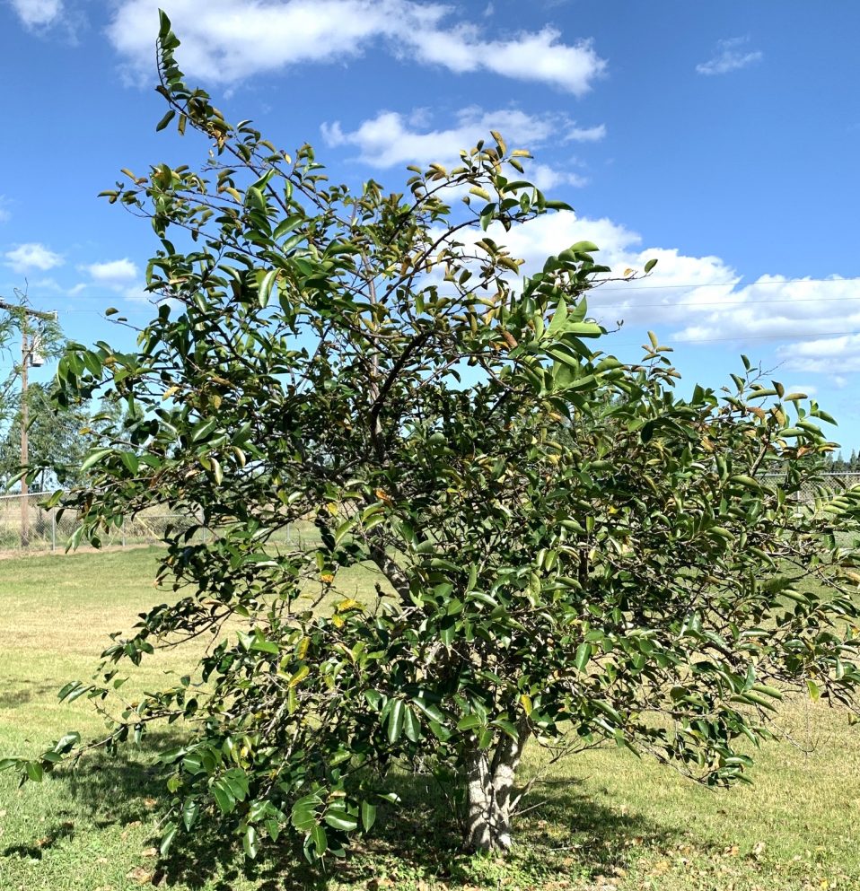 Annona Glabra