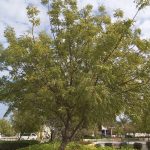 Azadirachta Indica Neem at TreeWorld Wholesale