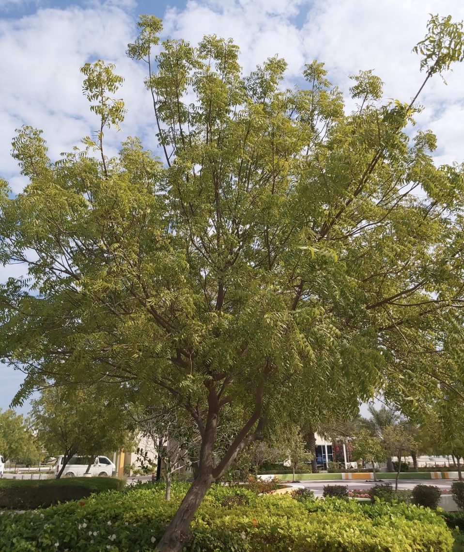 Azadirachta Indica